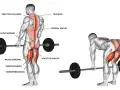Anatomía del peso muerto, mostrando los músculos implicados: glúteo máximo, bíceps femoral, semitendinoso, semimembranoso, aductor mayor, erector columna, trapecio y dorsal ancho.