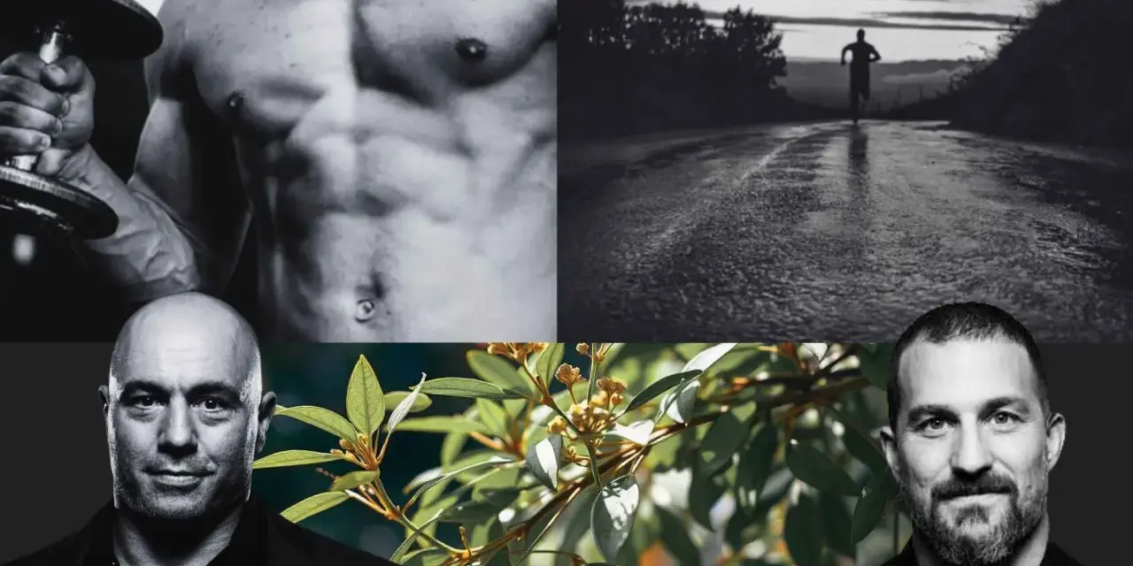 Hombres fuertes, un corredor al amanecer y una rama con hojas y flores, evocando la potencia natural del tongkat ali.