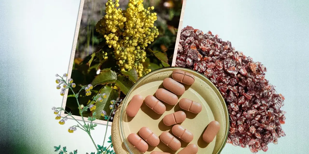 Berberina para adelgazar: extracto de planta amarilla, bayas secas y pastillas en un plato.