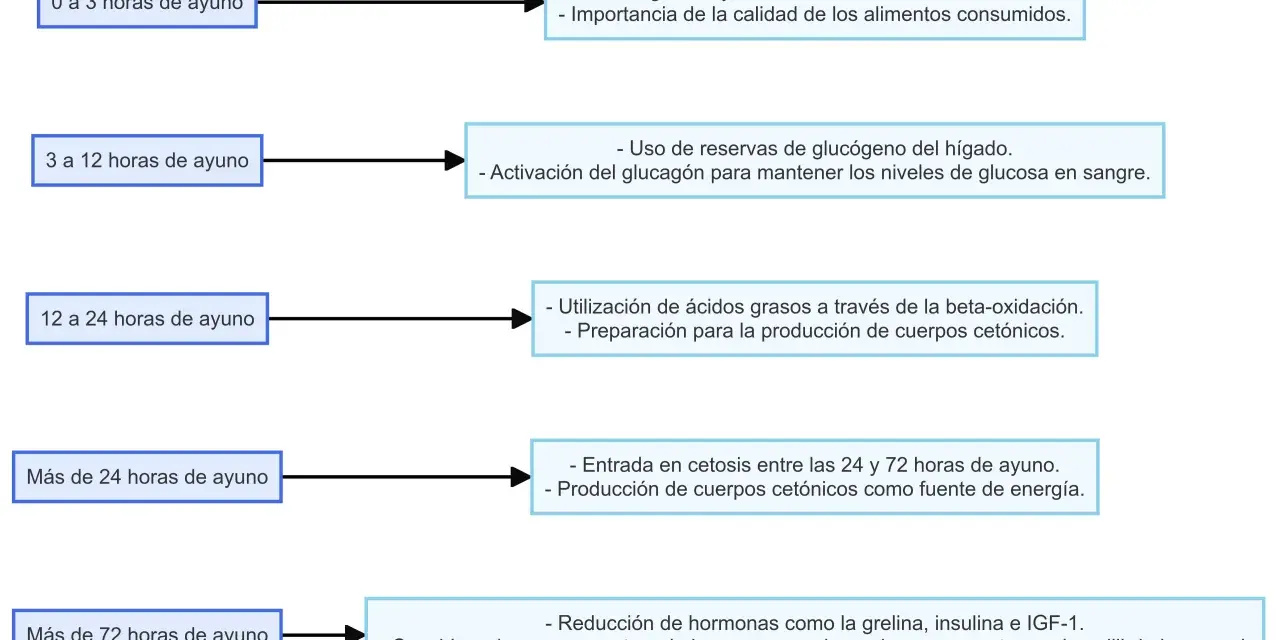 Diagrama muestra procesos corporales durante el ayuno, desde 0 hasta más de 72 horas. El ayuno de 48 horas se sitúa en la fase de cetosis.