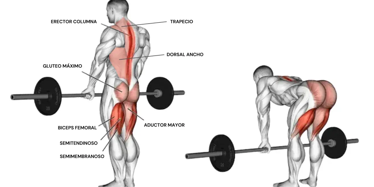 Anatomía del peso muerto, mostrando los músculos implicados: glúteo máximo, bíceps femoral, semitendinoso, semimembranoso, aductor mayor, erector columna, trapecio y dorsal ancho.