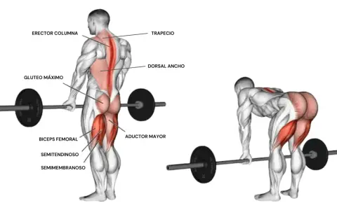 Anatomía del peso muerto, mostrando los músculos implicados: glúteo máximo, bíceps femoral, semitendinoso, semimembranoso, aductor mayor, erector columna, trapecio y dorsal ancho.