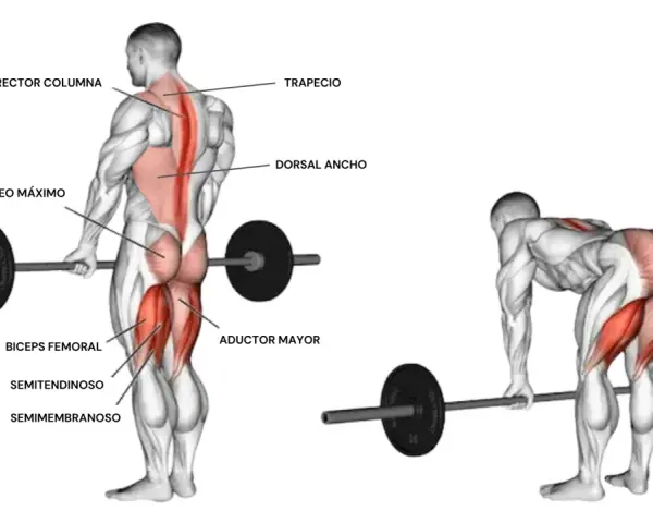 Anatomía del peso muerto, mostrando los músculos implicados: glúteo máximo, bíceps femoral, semitendinoso, semimembranoso, aductor mayor, erector columna, trapecio y dorsal ancho.