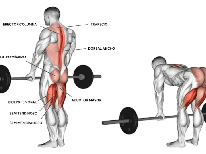 Anatomía del peso muerto, mostrando los músculos implicados: glúteo máximo, bíceps femoral, semitendinoso, semimembranoso, aductor mayor, erector columna, trapecio y dorsal ancho.