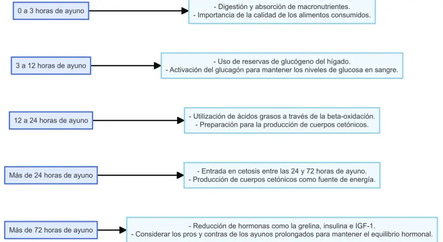 Diagrama muestra procesos corporales durante el ayuno, desde 0 hasta más de 72 horas. El ayuno de 48 horas se sitúa en la fase de cetosis.