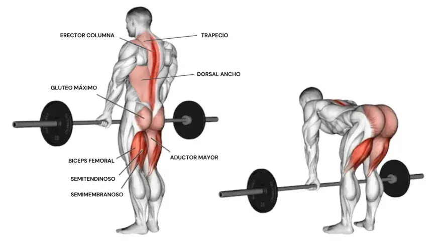 Anatomía del peso muerto, mostrando los músculos implicados: glúteo máximo, bíceps femoral, semitendinoso, semimembranoso, aductor mayor, erector columna, trapecio y dorsal ancho.