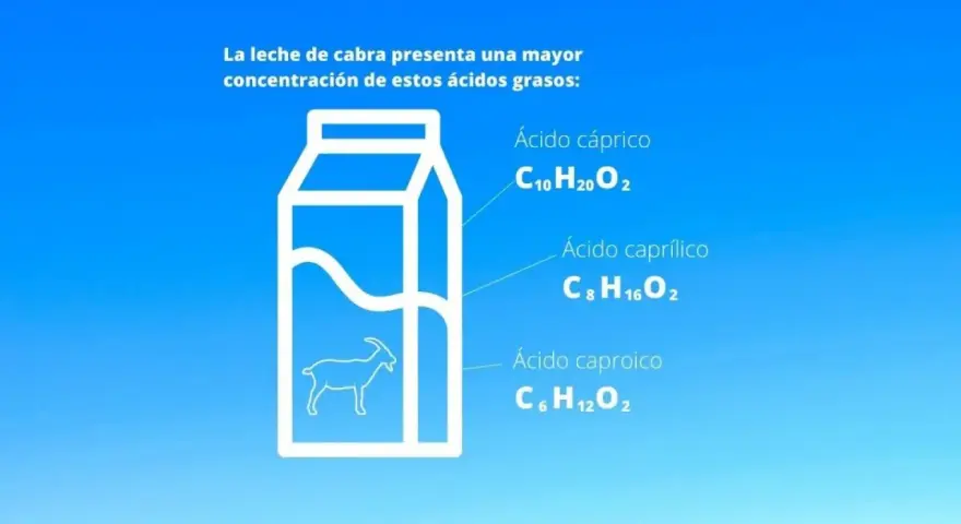 La leche de cabra, con sus ácidos grasos, ¿la leche de cabra engorda o adelgaza? La imagen muestra una caja de leche con una cabra y los ácidos cáprico, caprílico y caproico.