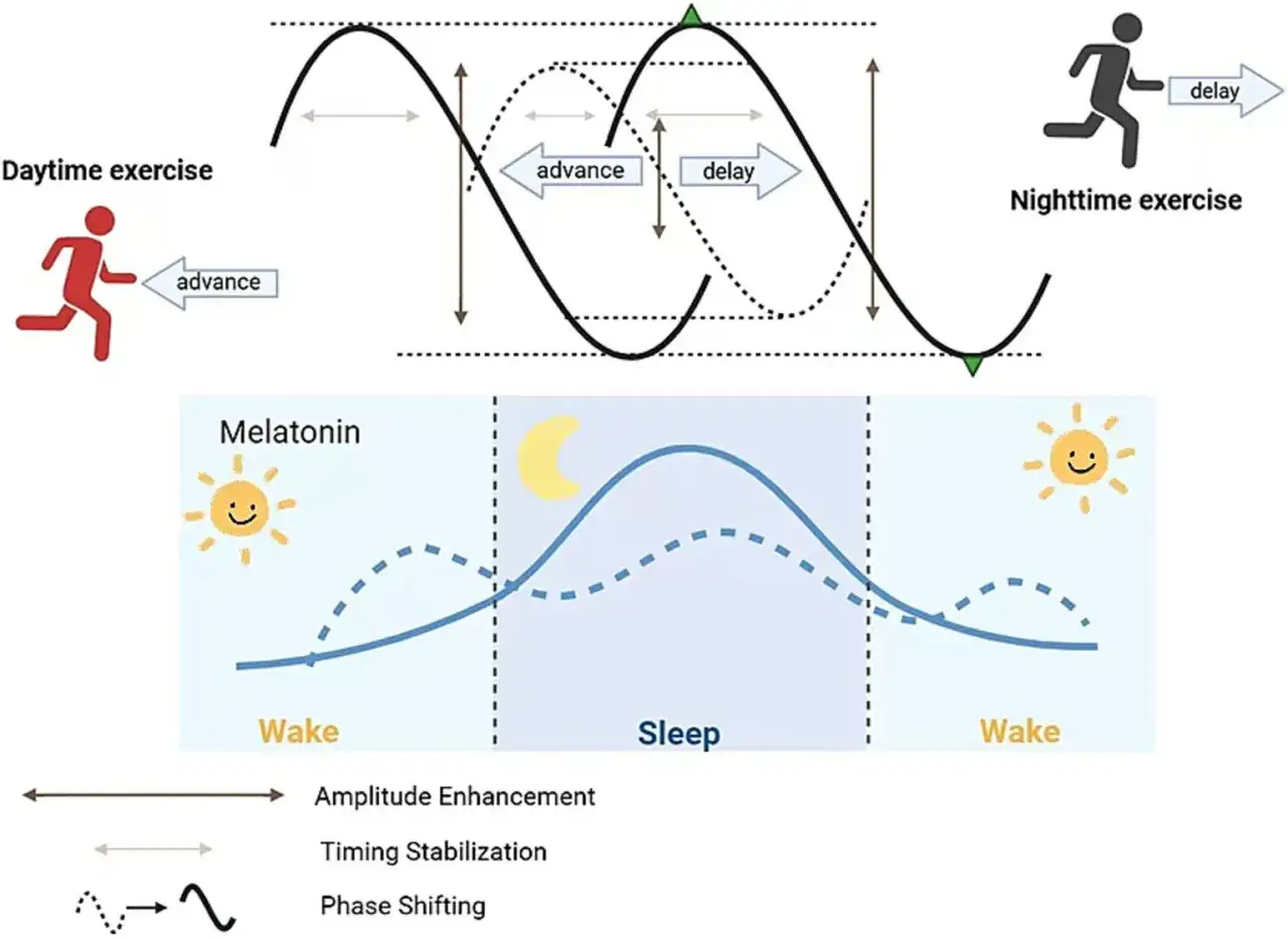 El gráfico muestra cómo el ejercicio diurno adelanta el ritmo circadiano y el nocturno lo retrasa, influyendo en la melatonina. ¿Cuál es la mejor hora para entrenar?