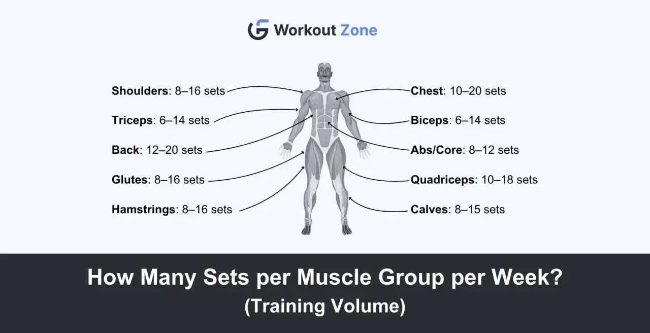 Guía visual de cuántos ejercicios hacer por grupo muscular. Muestra rangos de series semanales para hombros, tríceps, espalda, glúteos, isquiotibiales, pecho, bíceps, abdominales, cuádriceps y gemelos.