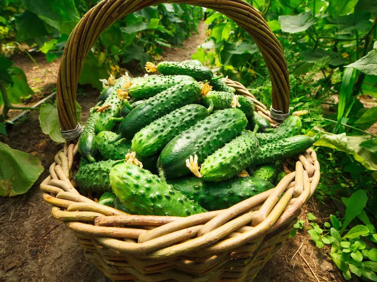 Cesta de pepinos reci&eacute;n cosechados. &iexcl;No te dejes enga&ntilde;ar por su frescura, el pepino engorda si lo comes en exceso!